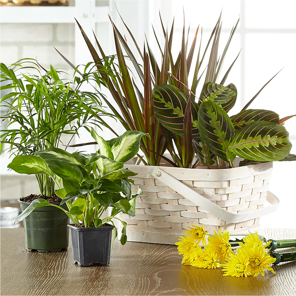 Florist Designed Blooming and Green Plants in a Basket – Illusion Flower Shop, Houston TX