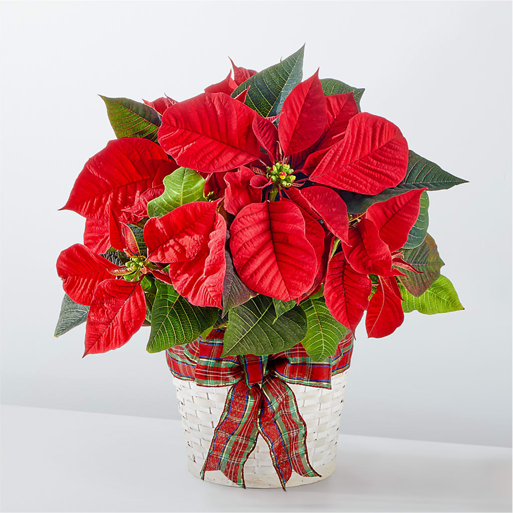 Happiest Holidays Poinsettia – Illusion Flower Shop, Houston TX