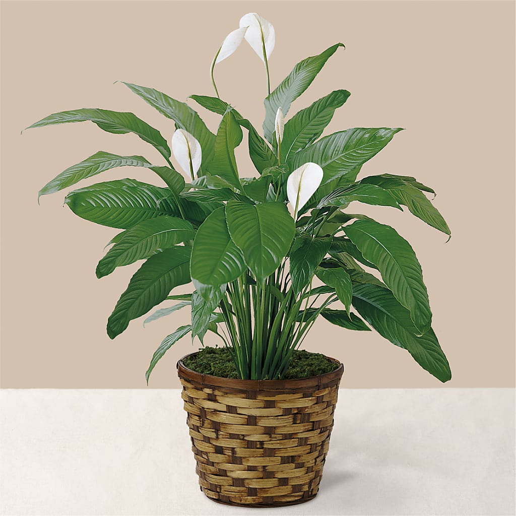 Tranquil Moments Peace Lily Plant – Illusion Flower Shop, Houston TX