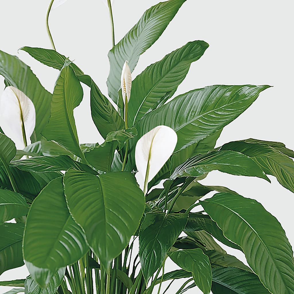 Tranquil Moments Peace Lily Plant – Illusion Flower Shop, Houston TX