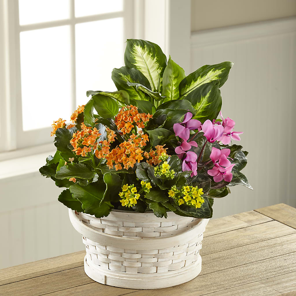 Color Crush Dishgarden – Illusion Flower Shop, Houston TX