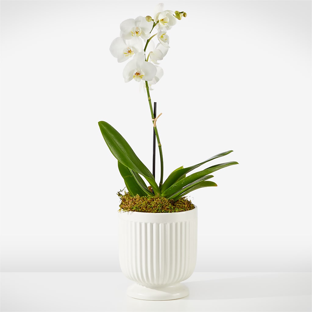 Whispering White Orchid – Illusion Flower Shop, Houston TX