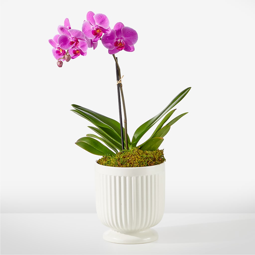 Friendly Fuchsia Orchid – Illusion Flower Shop, Houston TX