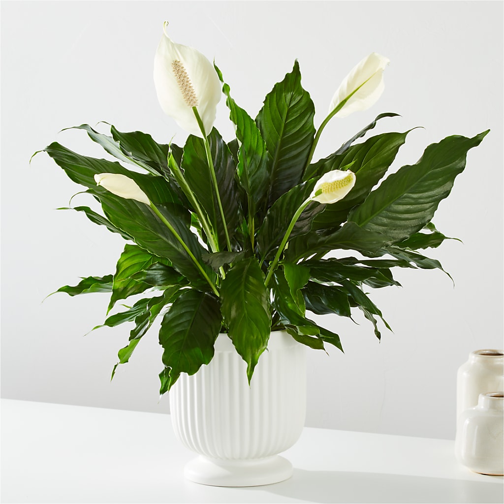 Comfort Planter – Illusion Flower Shop, Houston TX