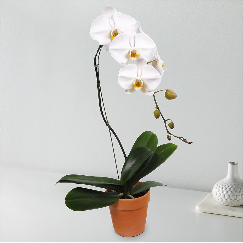 White Cascading Orchid – Illusion Flower Shop, Houston TX