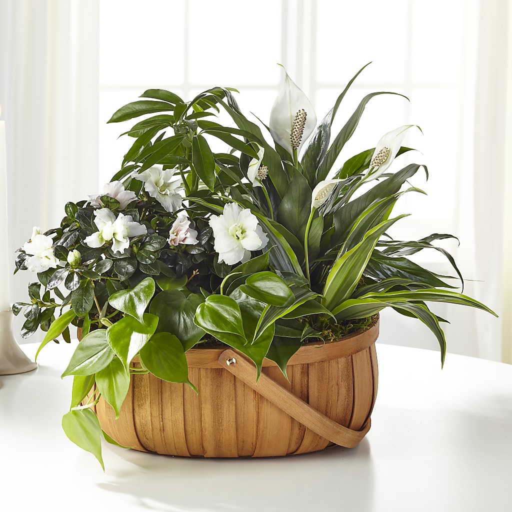 Serene Dishgarden – Illusion Flower Shop, Houston TX