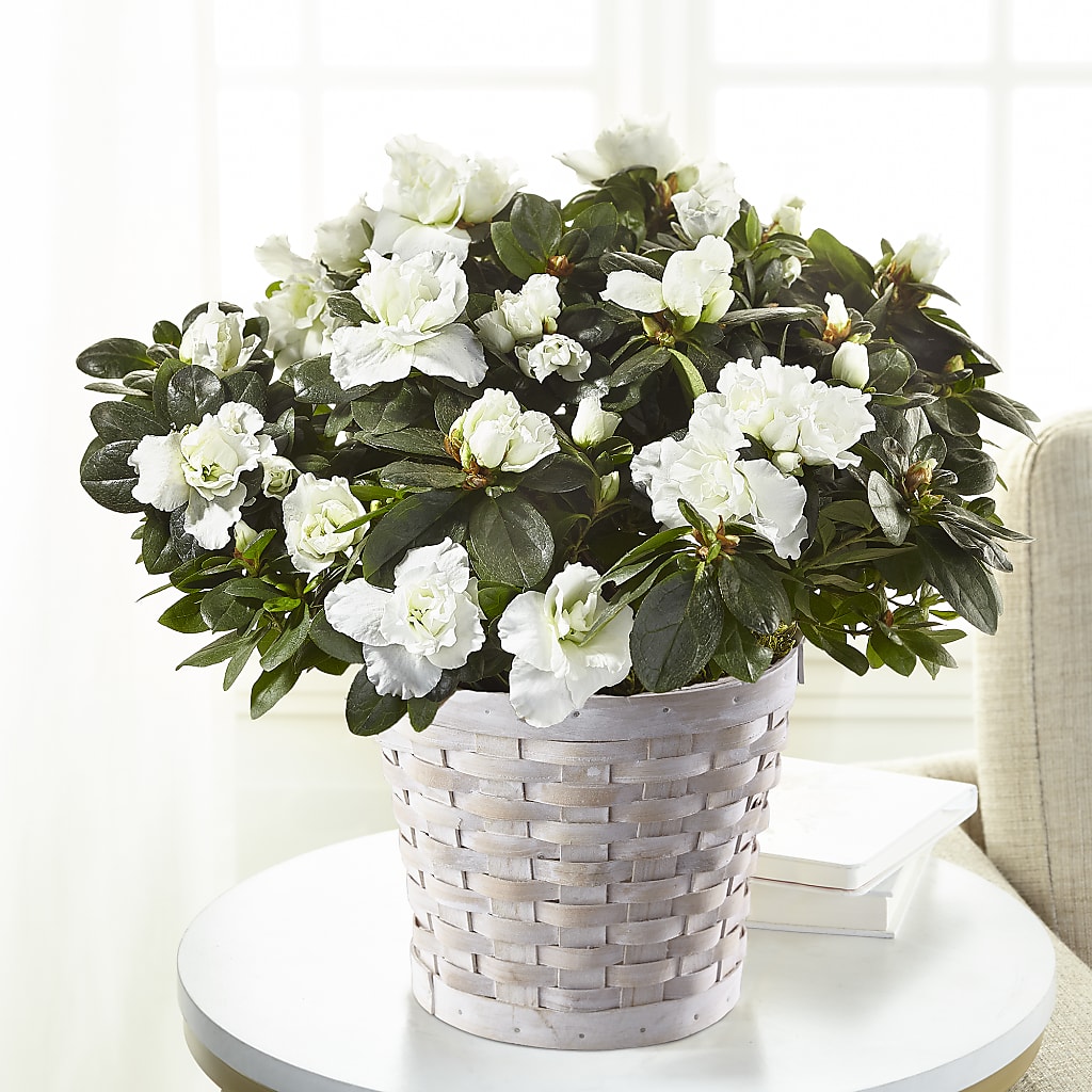 White Azalea Plant – Illusion Flower Shop, Houston TX