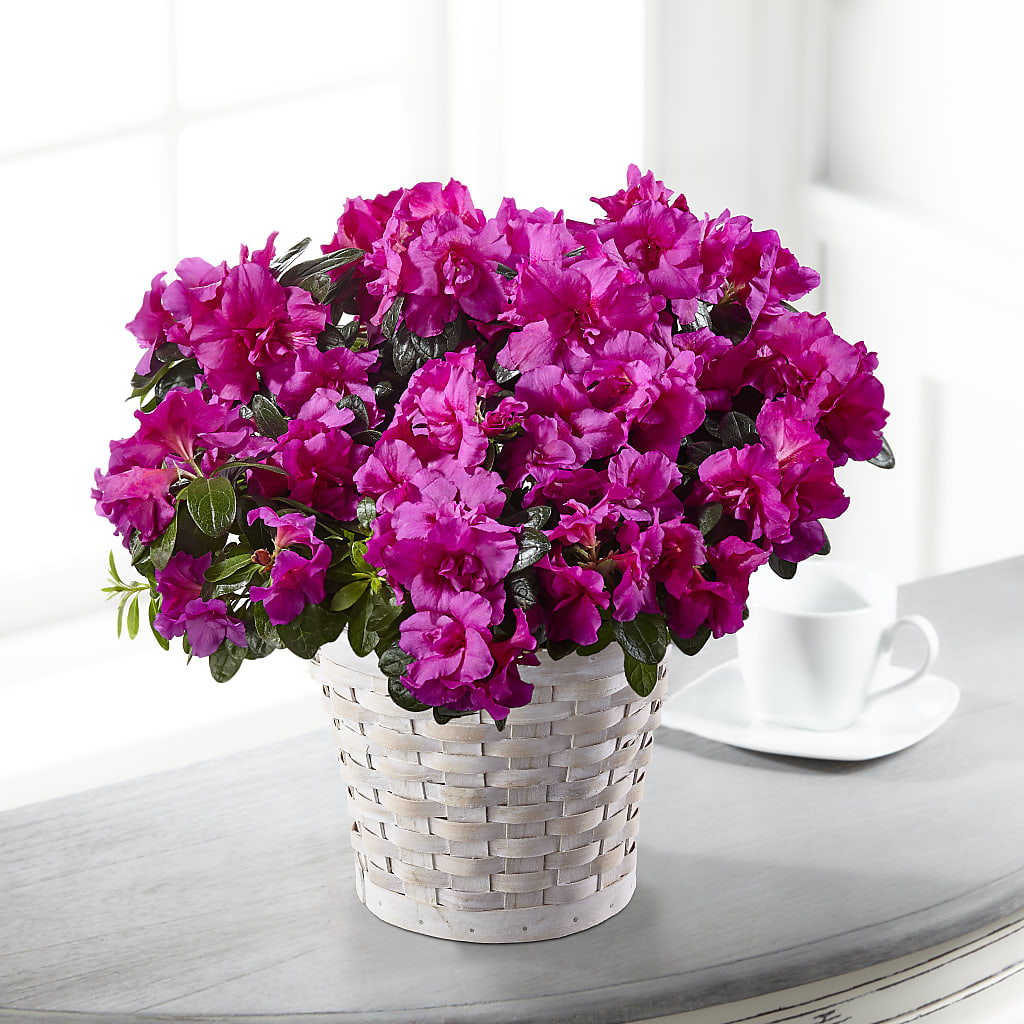 Hope & Serenity Azalea Plant – Illusion Flower Shop, Houston TX