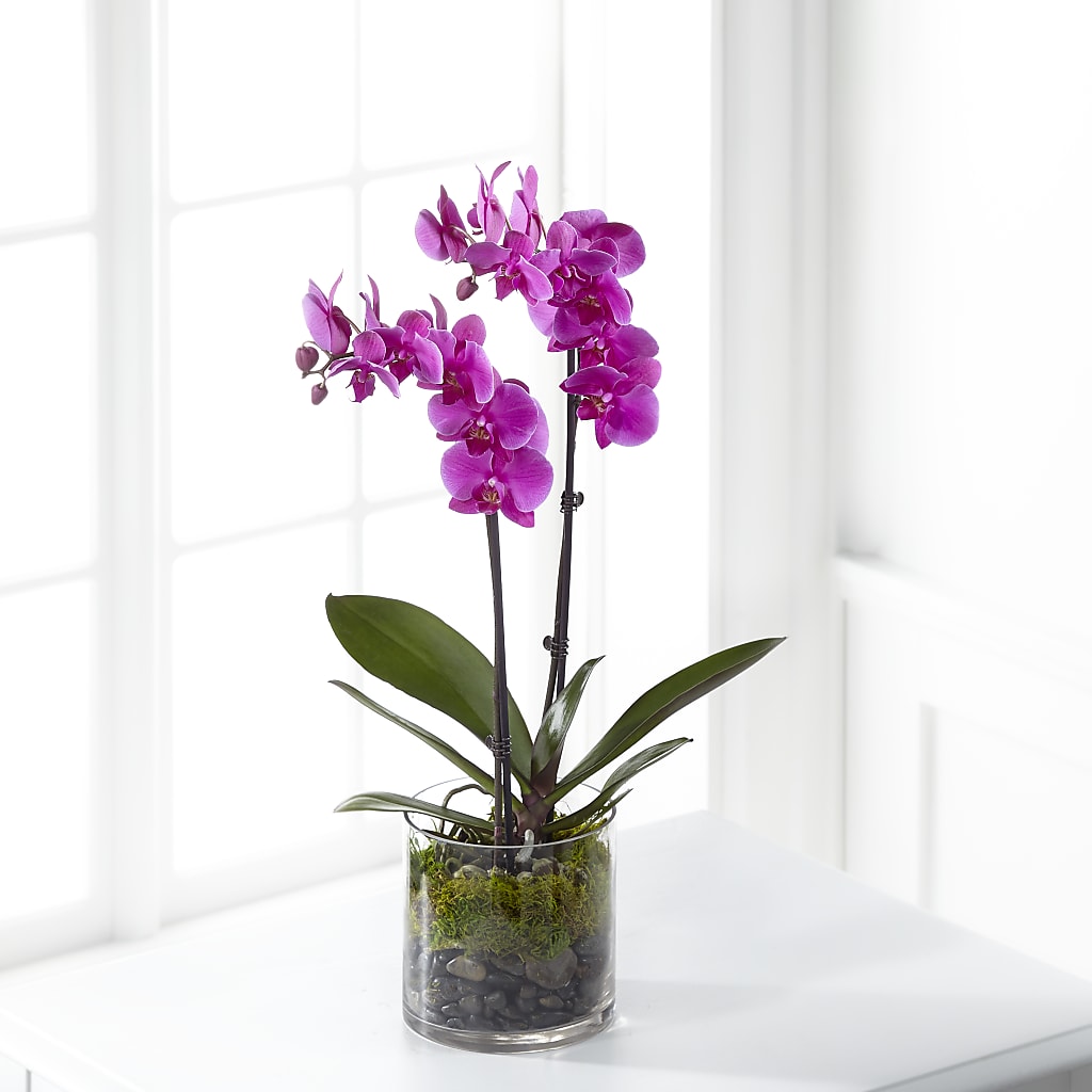 Pink Orchid Plant – Illusion Flower Shop, Houston TX