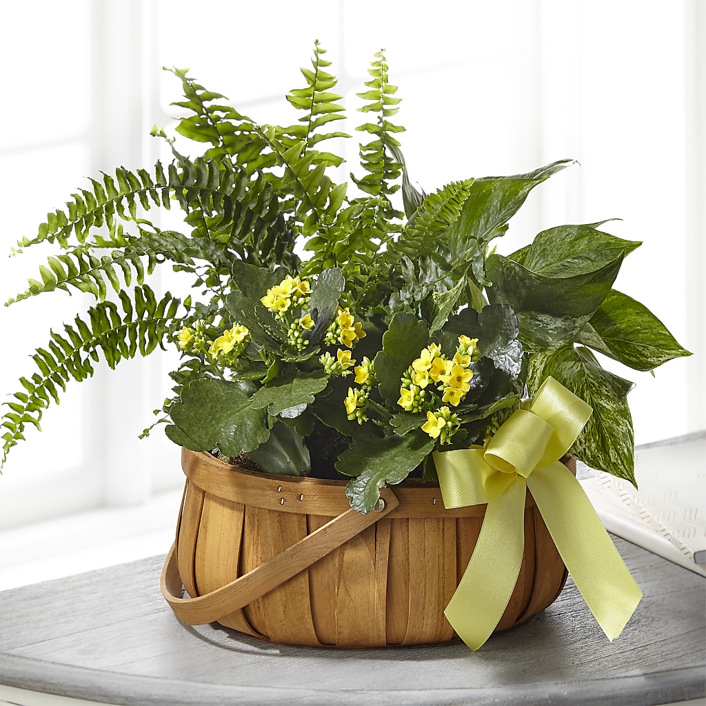 Always Dear Dishgarden – Illusion Flower Shop, Houston TX
