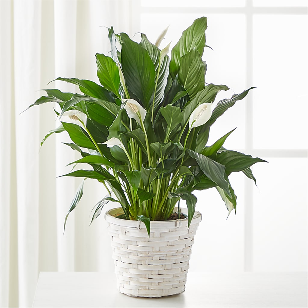 A New Leaf Peace Lily – Illusion Flower Shop, Houston TX