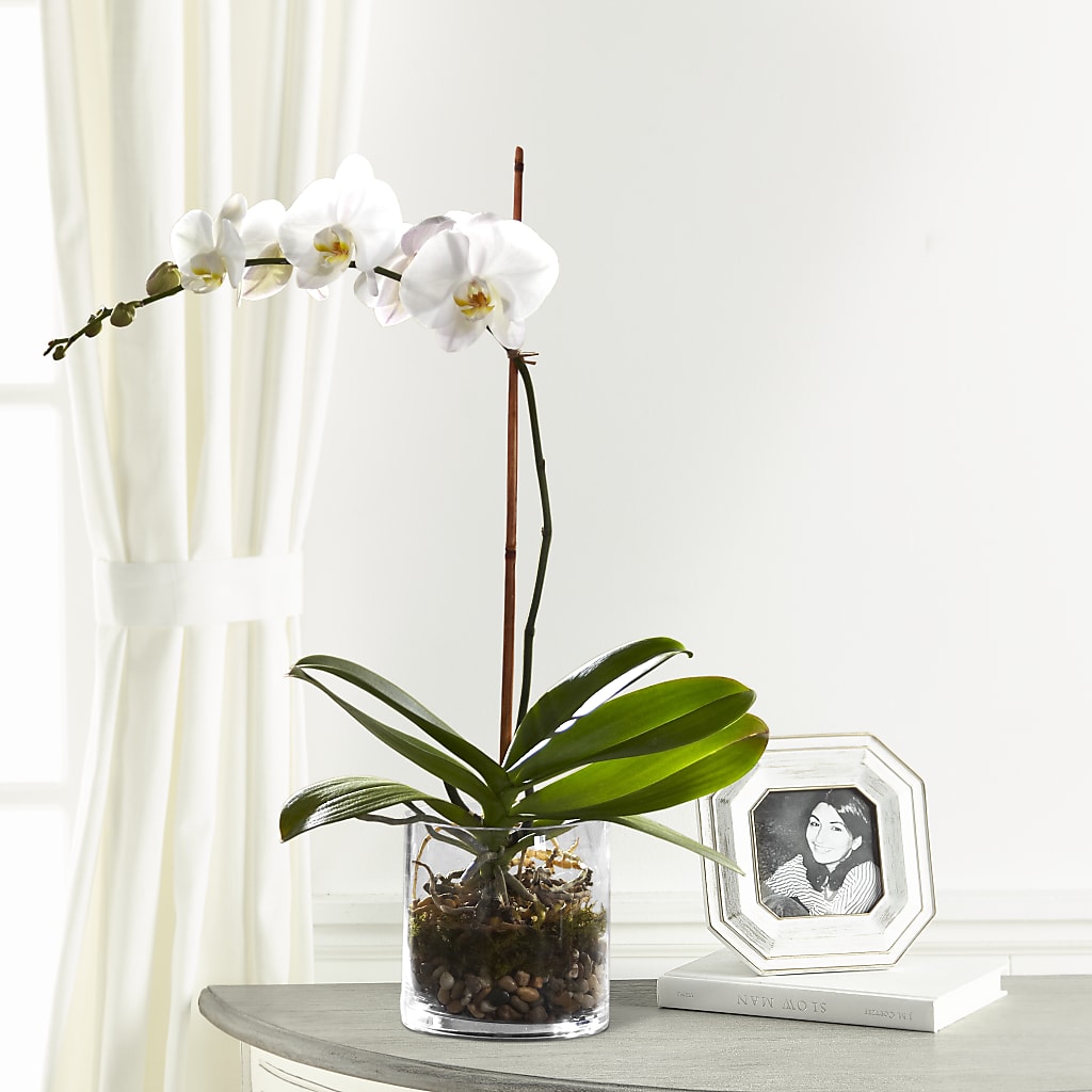 White Orchid Planter – Illusion Flower Shop, Houston TX