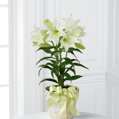 Easter Lily Plant –  Illusion Flower Shop, Houston TX