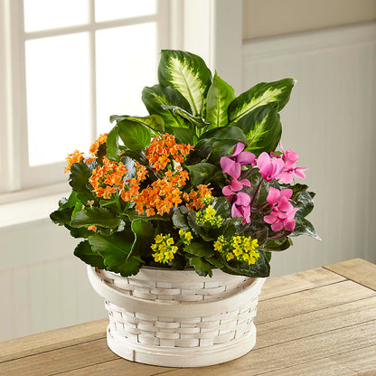 Color Crush Dishgarden –  Illusion Flower Shop, Houston TX
