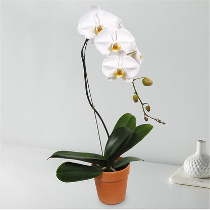 White Cascading Orchid –  Illusion Flower Shop, Houston TX