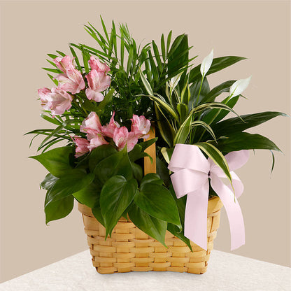 Living Spirit Dishgarden –  Illusion Flower Shop, Houston TX