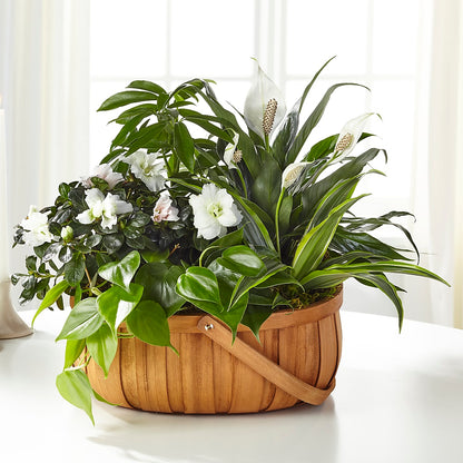 Serene Dishgarden –  Illusion Flower Shop, Houston TX