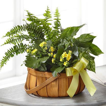 Always Dear Dishgarden –  Illusion Flower Shop, Houston TX