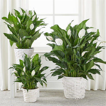 A New Leaf Peace Lily –  Illusion Flower Shop, Houston TX