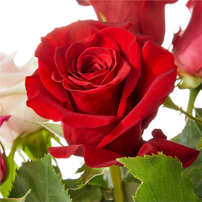 Love Notes Rose Bouquet –  Illusion Flower Shop, Houston TX